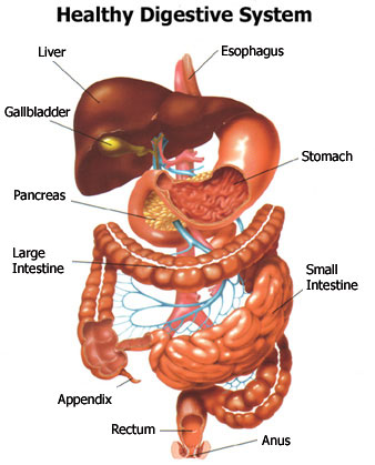 Digestive Concerns and IBS